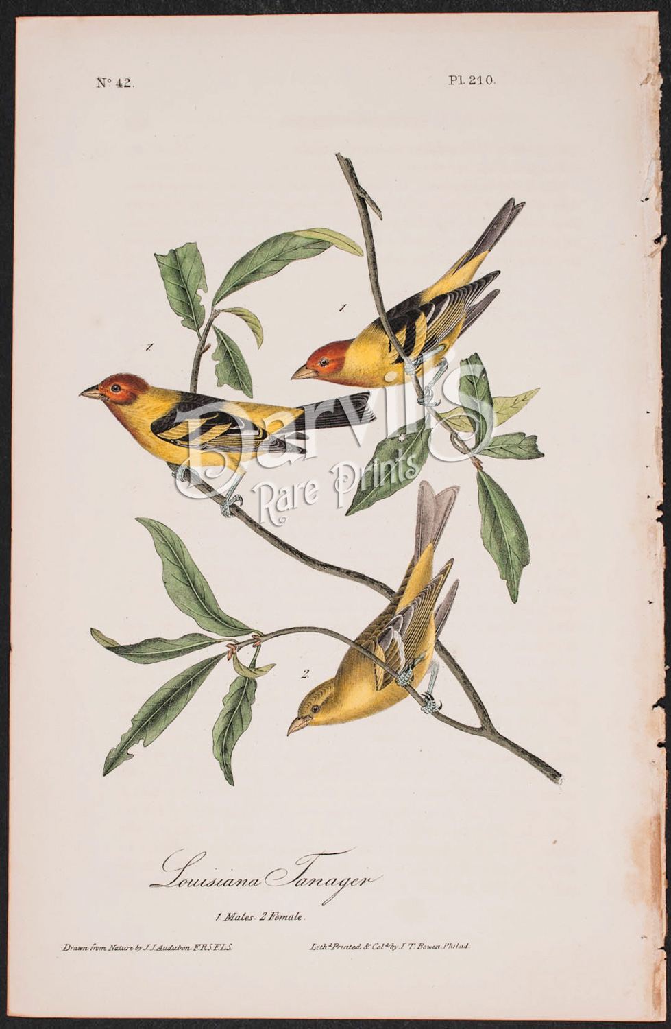 Audubon first edition octavo Louisiana Tanager plate 210